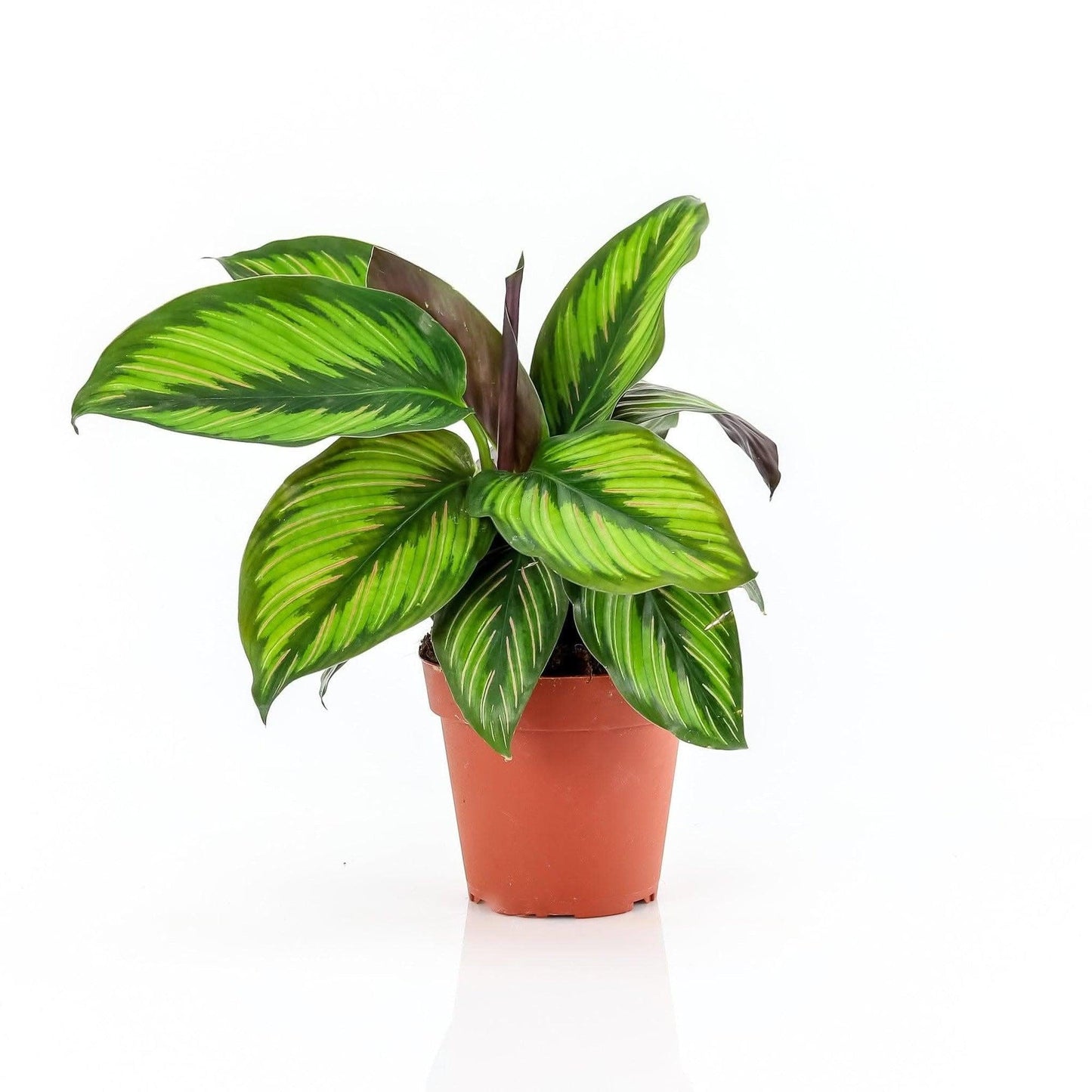 Calathea 'color Beauty' - View 11 from www redcrocus com