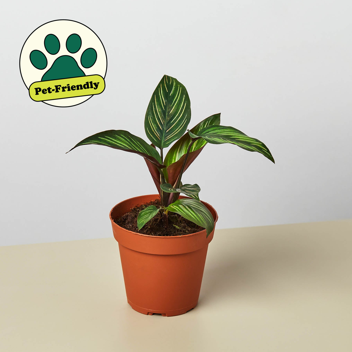 Calathea 'color Beauty' - View 12 from www redcrocus com