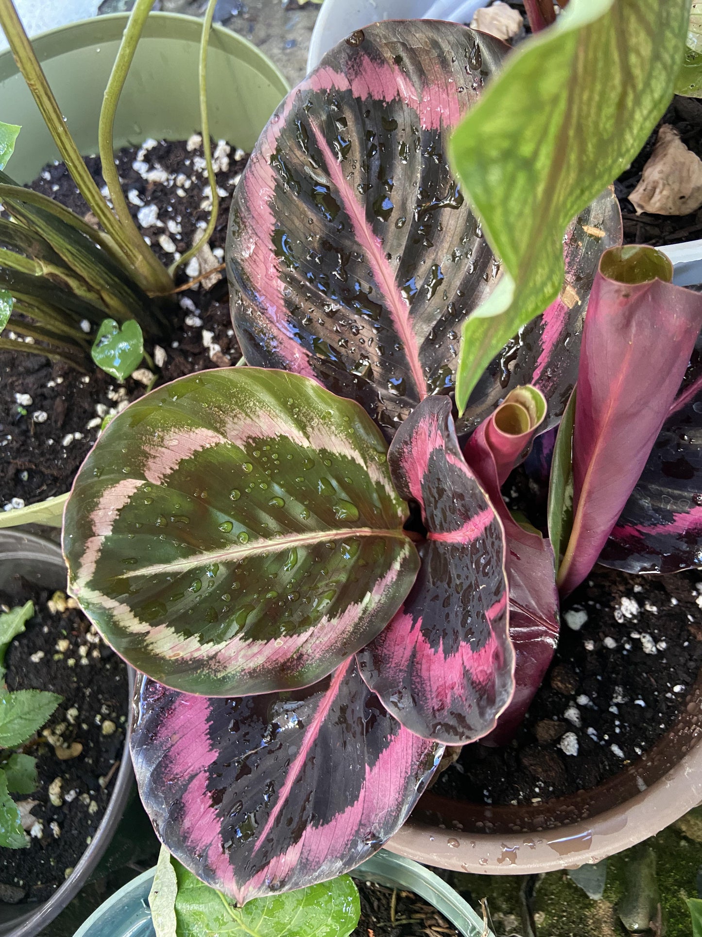 Calathea 'color Beauty' - View 14 from www redcrocus com