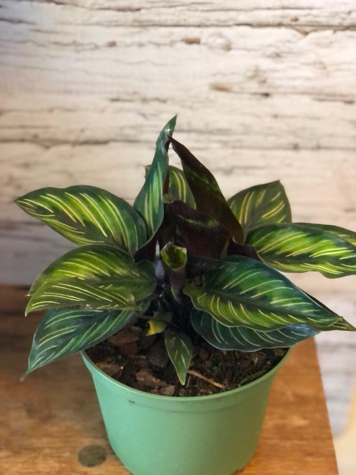 Calathea 'color Beauty' - View 17 from www redcrocus com