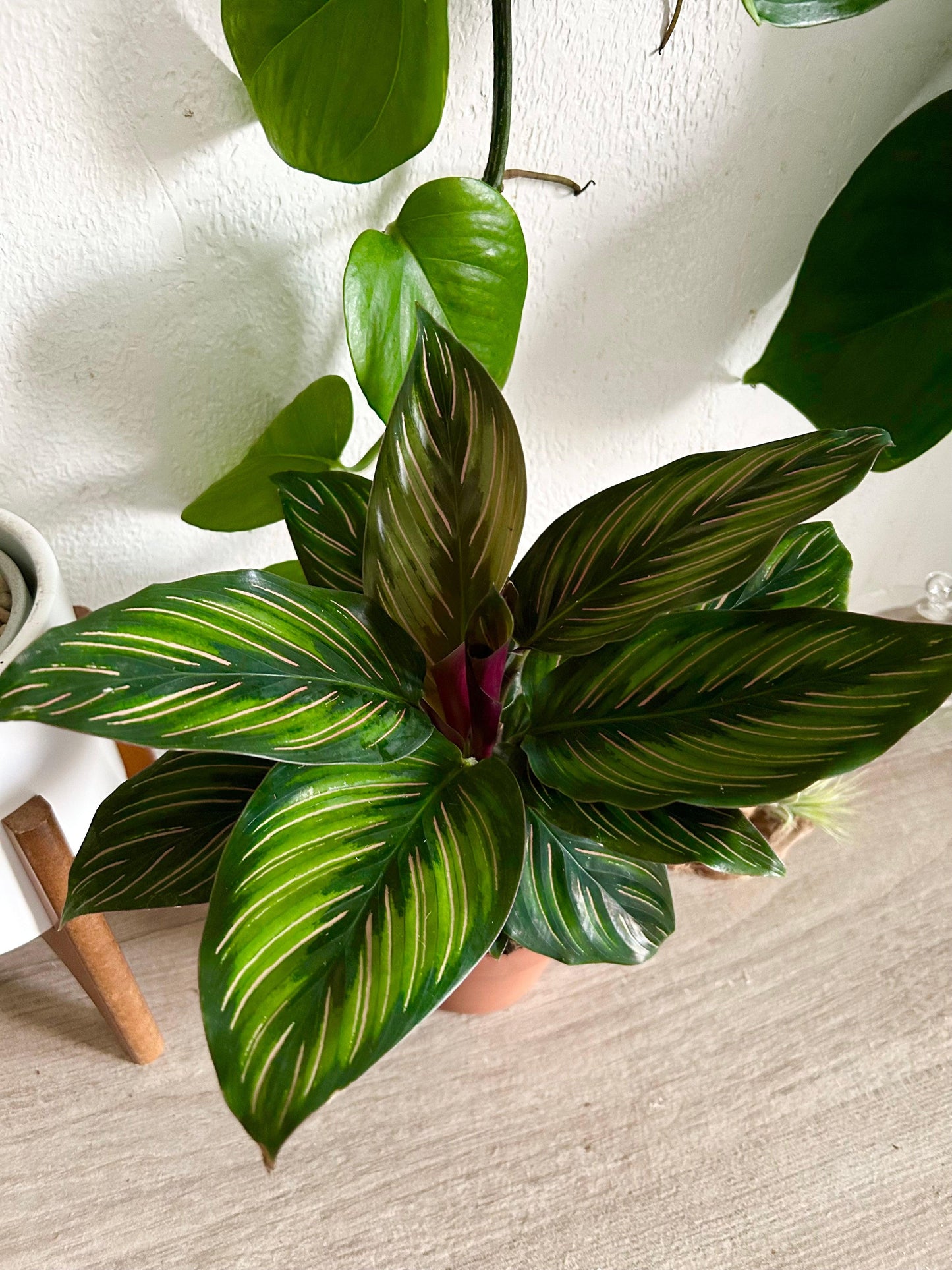 Calathea 'color Beauty' - View 18 from www redcrocus com