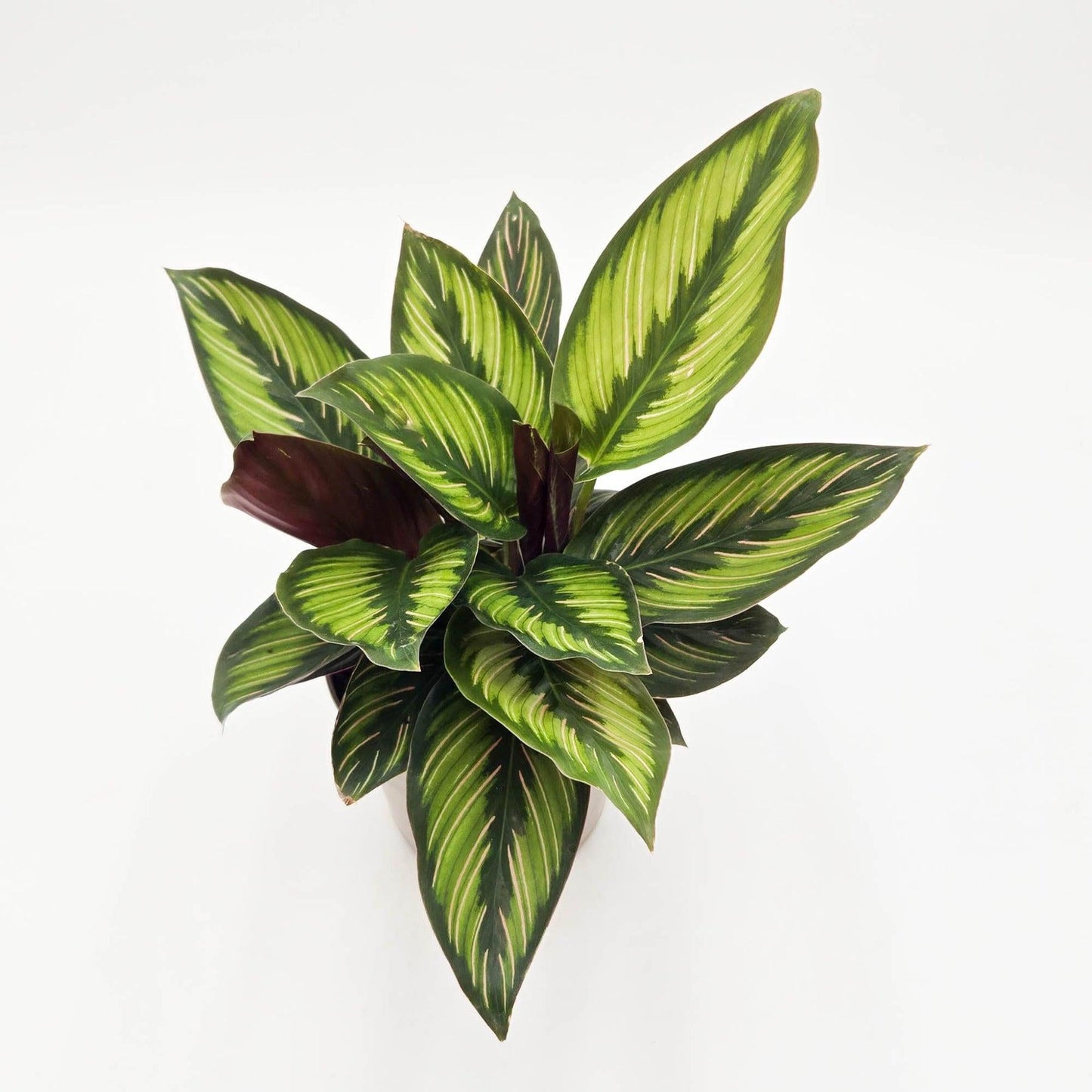 Calathea 'color Beauty' - View 2 from www redcrocus com