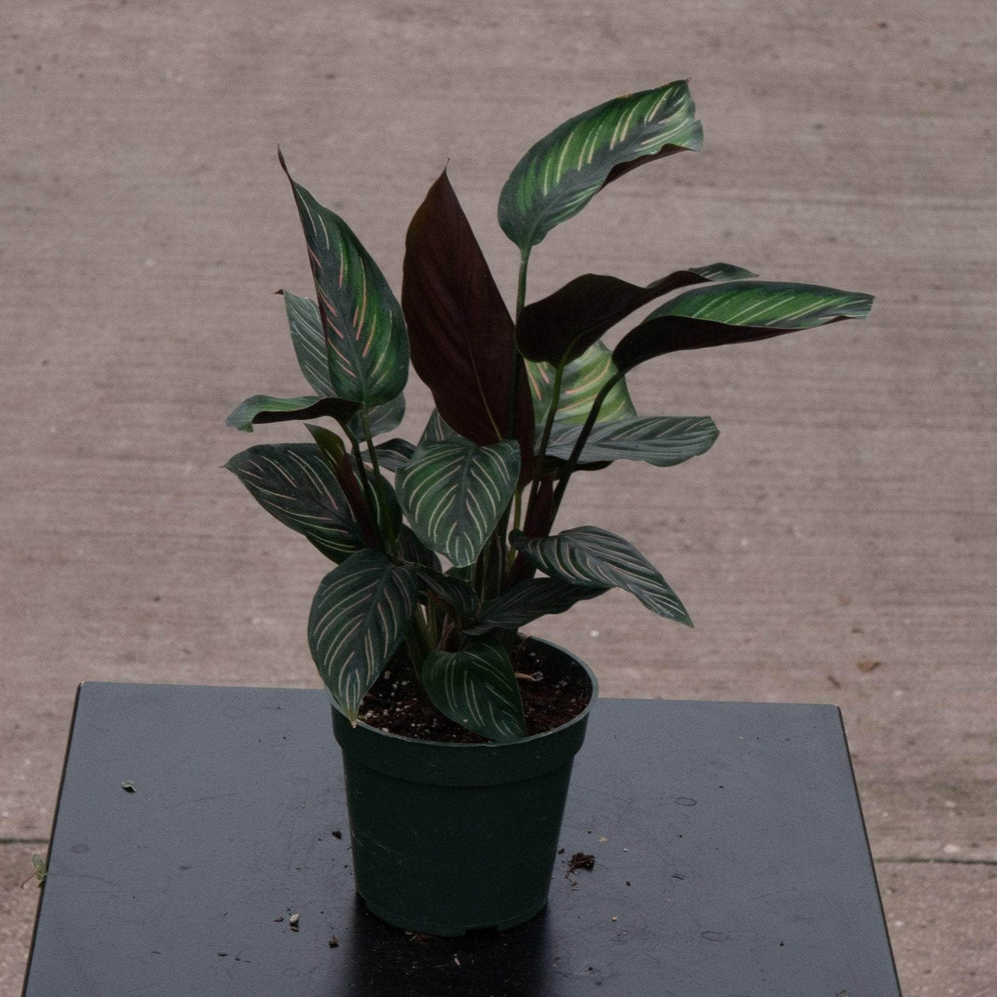 Calathea 'color Beauty' - View 3 from www redcrocus com