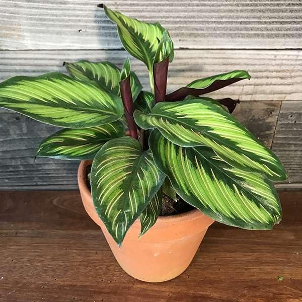 Calathea 'color Beauty' - View 4 from www redcrocus com