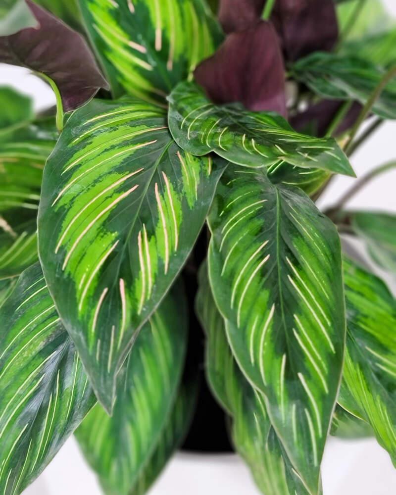 Calathea 'color Beauty' - View 6 from www redcrocus com