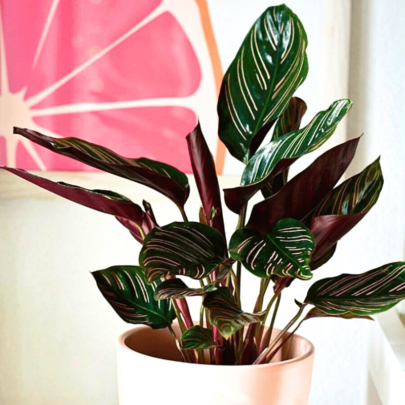 Calathea 'color Beauty' - View 6 from www redcrocus com