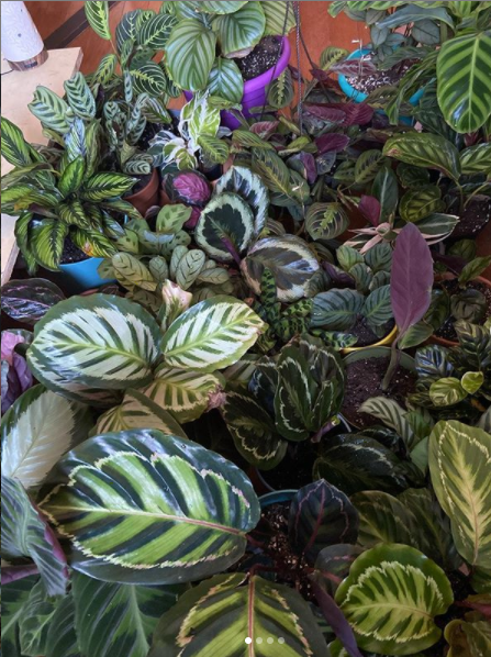 Calathea 'color Beauty' - View 7 from www redcrocus com