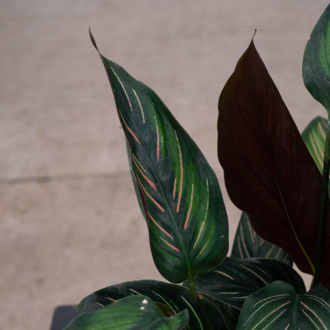 Calathea 'color Beauty' - View 8 from www redcrocus com