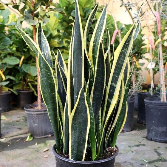 Sansevieria 'black Futura Goldedge' - View 10 from www redcrocus com