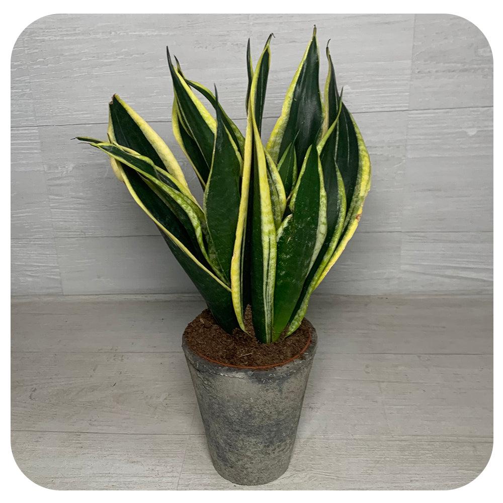 Sansevieria 'black Futura Goldedge' - View 12 from www redcrocus com