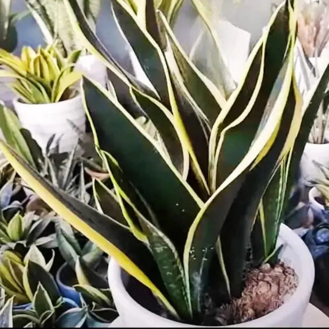 Sansevieria 'black Futura Goldedge' - View 13 from www redcrocus com