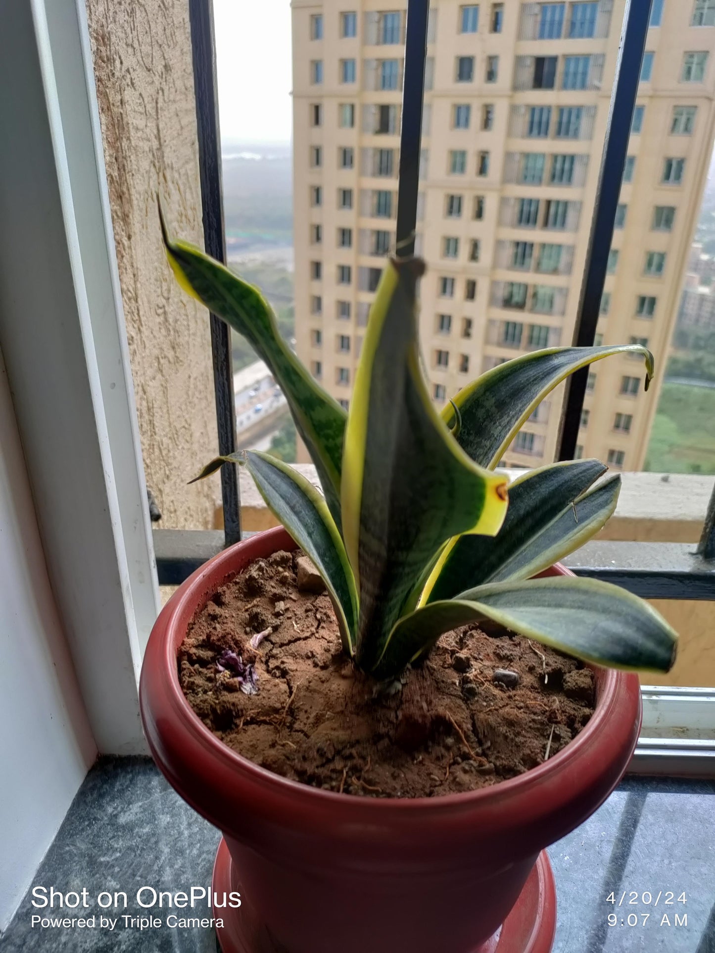 Sansevieria 'black Futura Goldedge' - View 14 from www redcrocus com