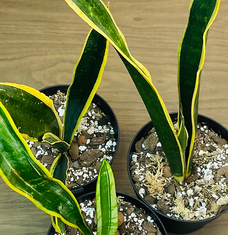 Sansevieria 'black Futura Goldedge' - View 19 from www redcrocus com