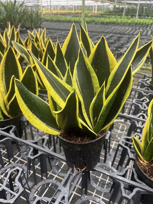 Sansevieria 'black Futura Goldedge' - View 7 from www redcrocus com