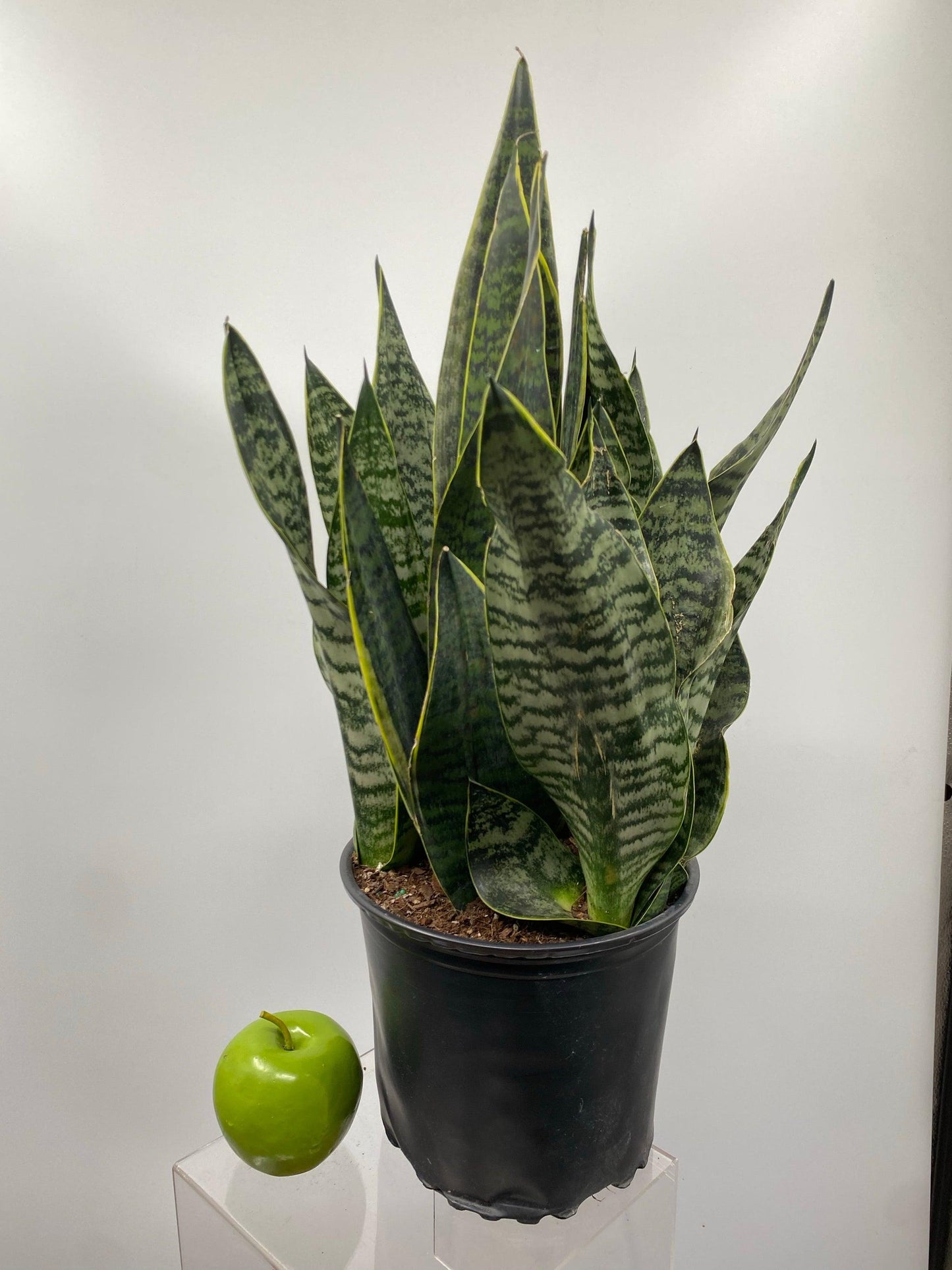 Sansevieria 'black Futura Goldedge' - View 8 from www redcrocus com