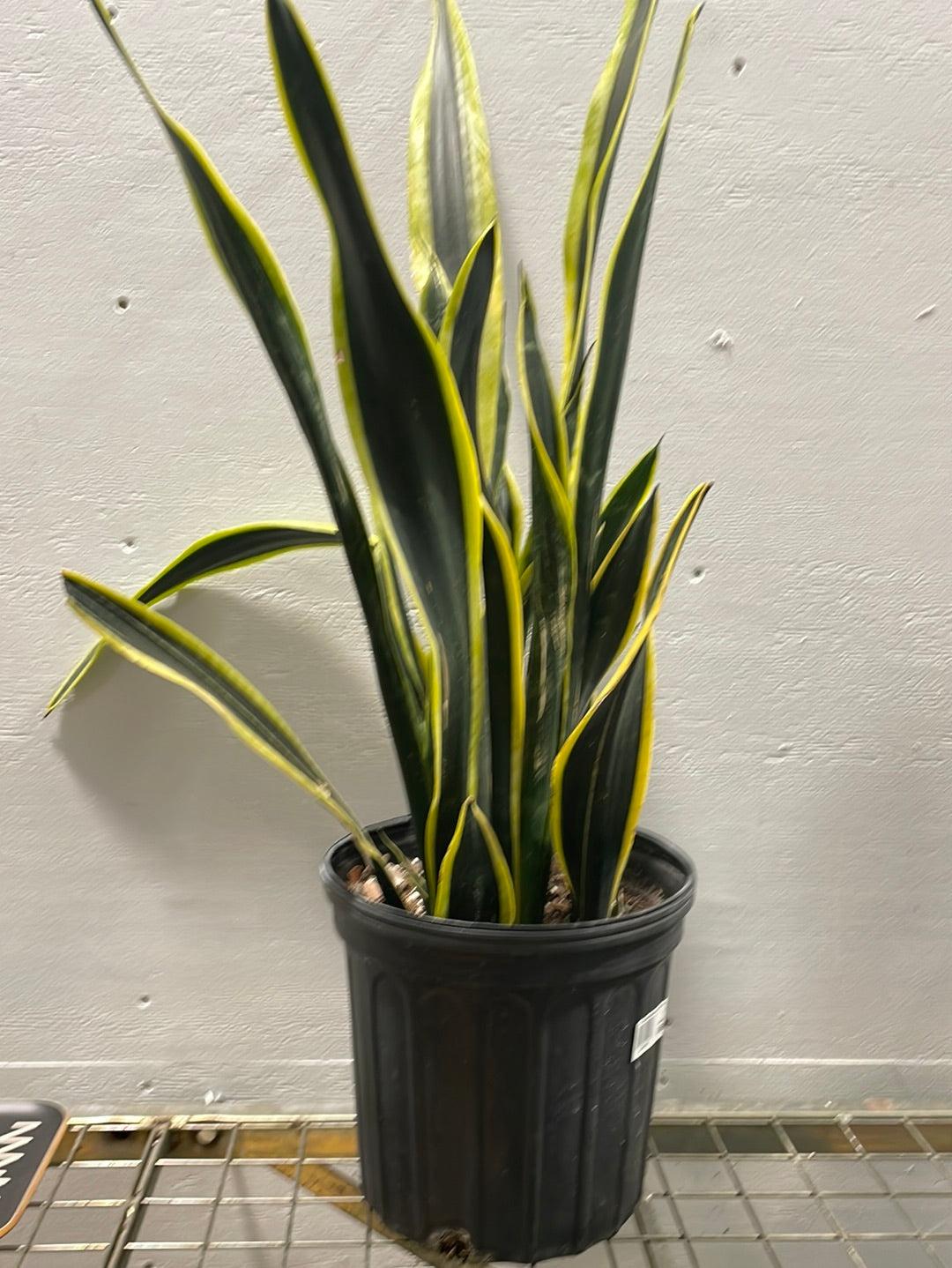 Sansevieria 'black Futura Goldedge' - View 9 from www redcrocus com