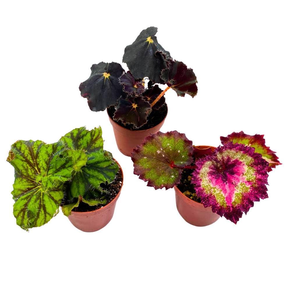 Begonia Rex, Assorted - View 10 from www redcrocus com