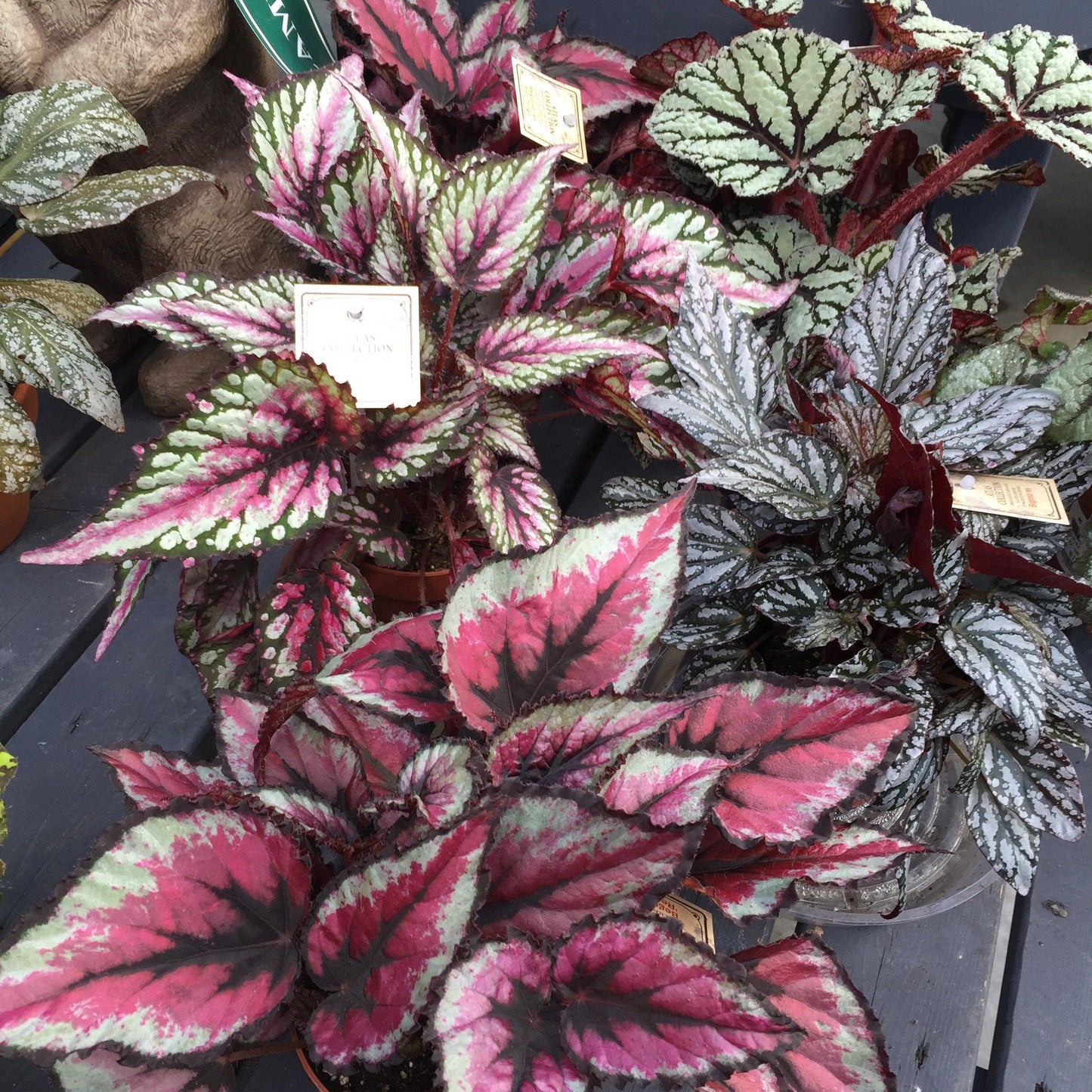 Begonia Rex, Assorted - View 12 from www redcrocus com