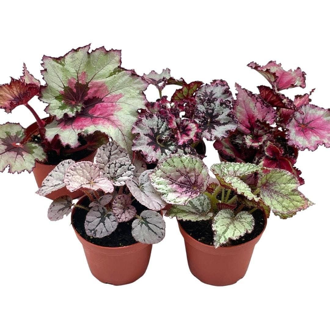 Begonia Rex, Assorted - View 6 from www redcrocus com