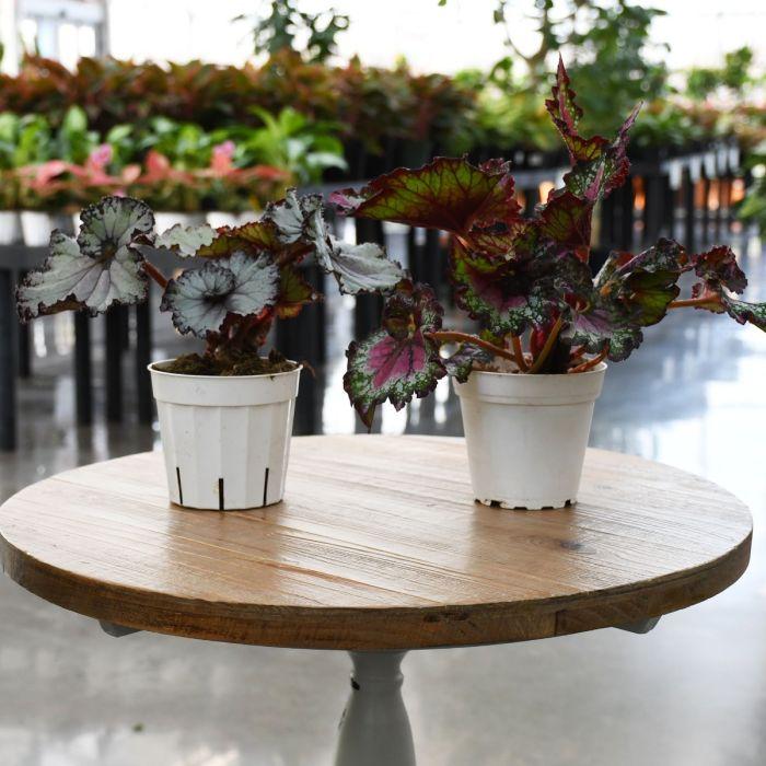Begonia Rex, Assorted - View 8 from www redcrocus com