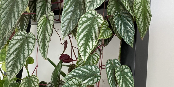 Cissus Discolor - View 17 from www redcrocus com