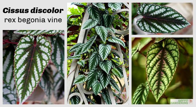 Cissus Discolor - View 8 from www redcrocus com