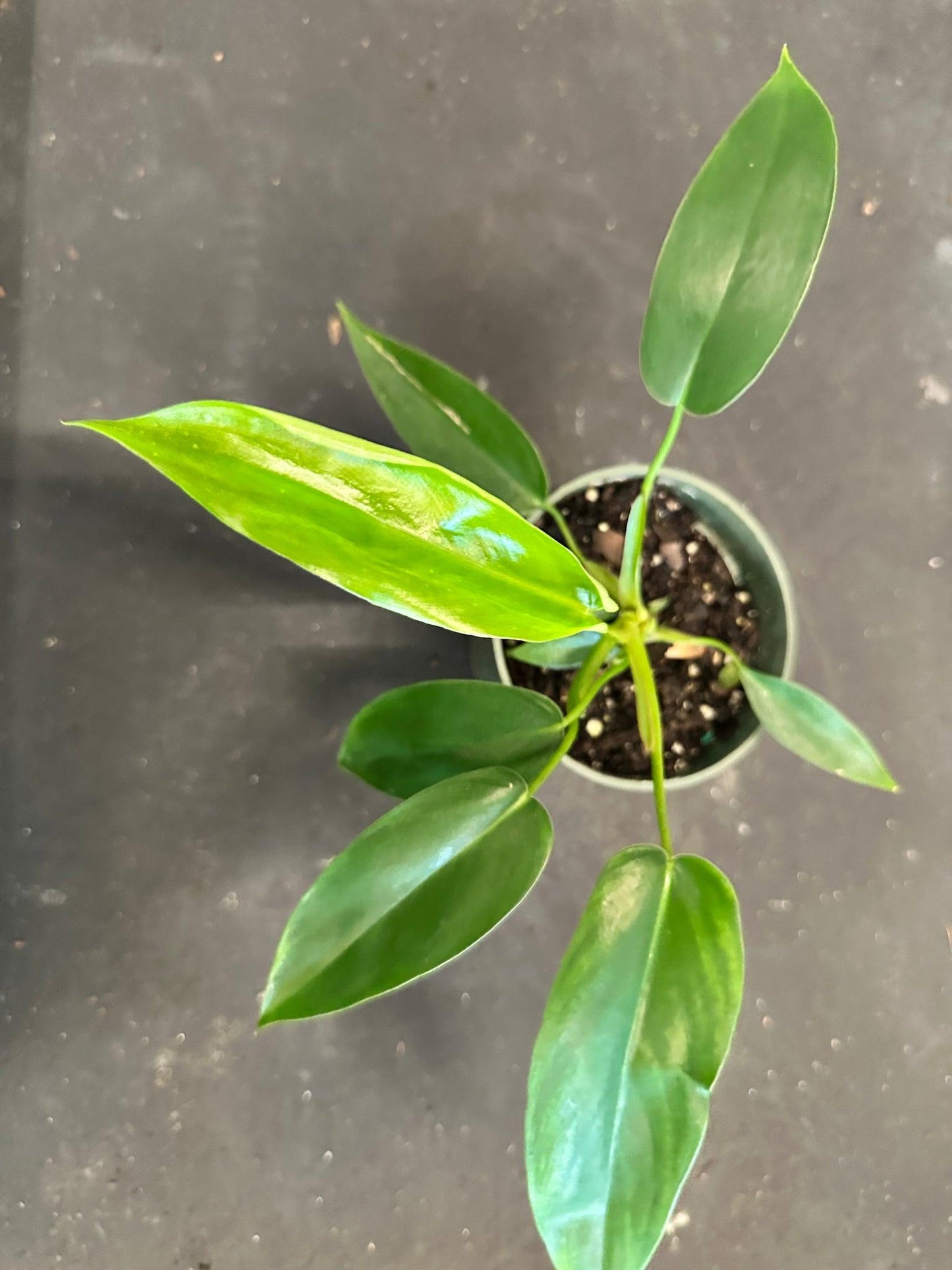 Philodendron 'bette Waterbury' - View 31 from www redcrocus com