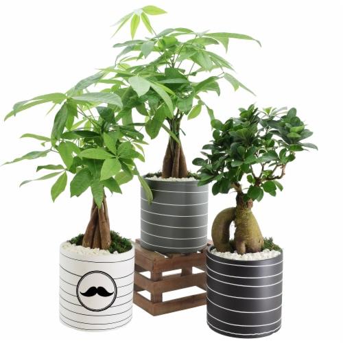 Bonsai, Assorted - View 27 from www redcrocus com