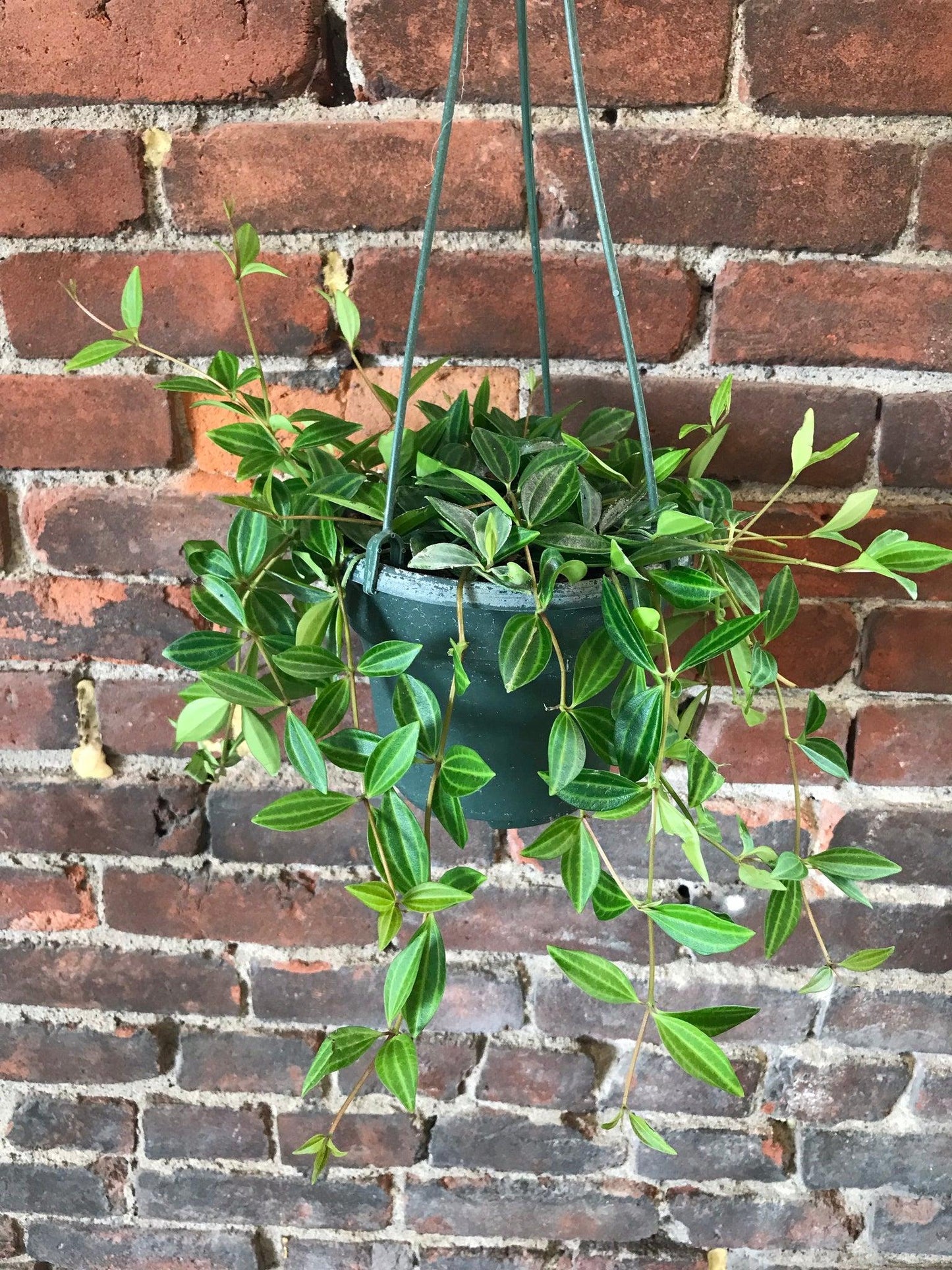 Peperomia Angulata - View 19 from www redcrocus com