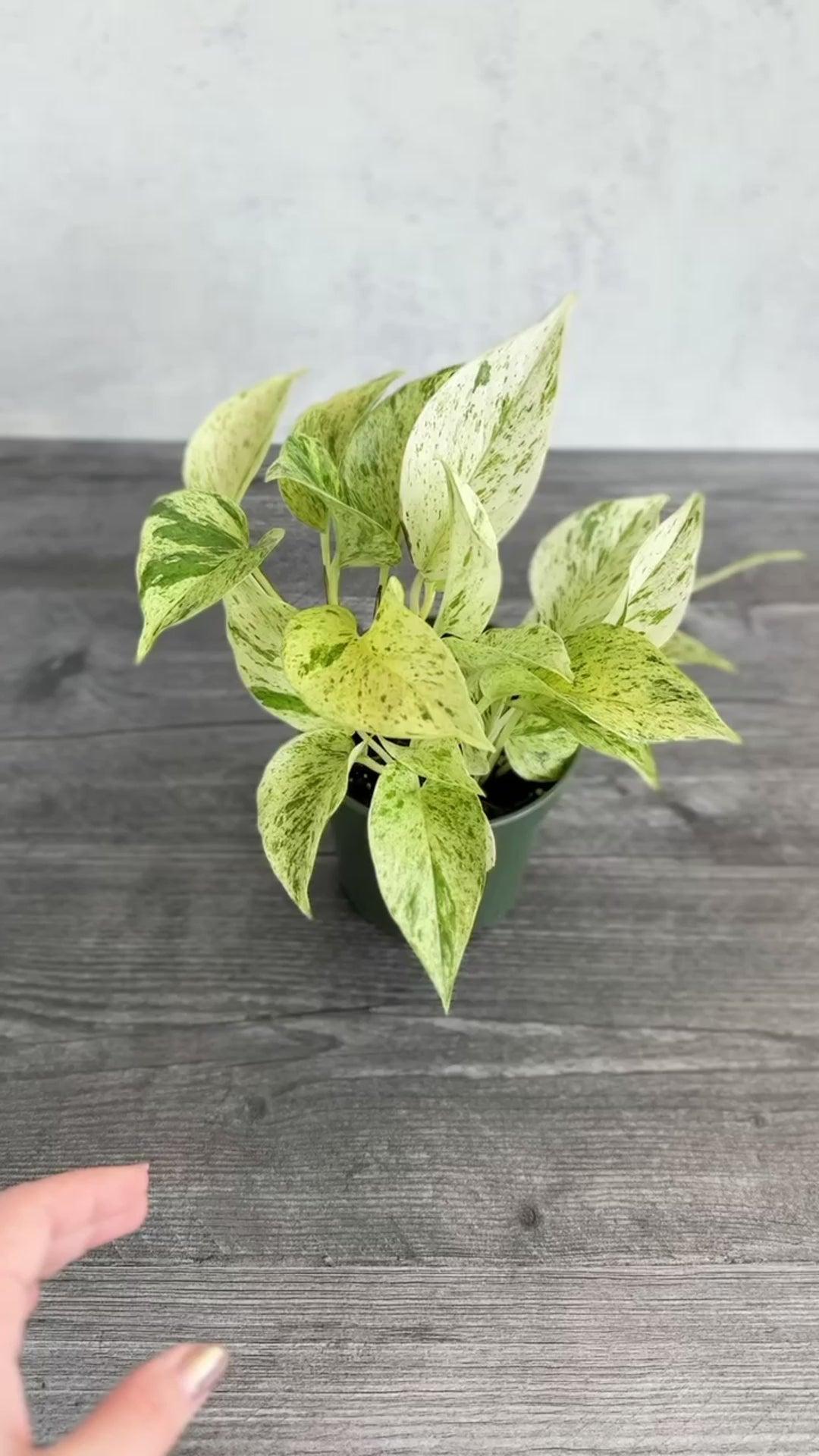 Pothos, Epipremnum Aureum 'snow Queen' - View 40 from www redcrocus com
