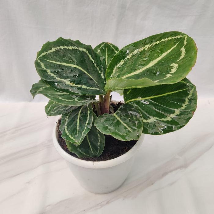 Calathea 'green Lipstick' - View 12 from www redcrocus com