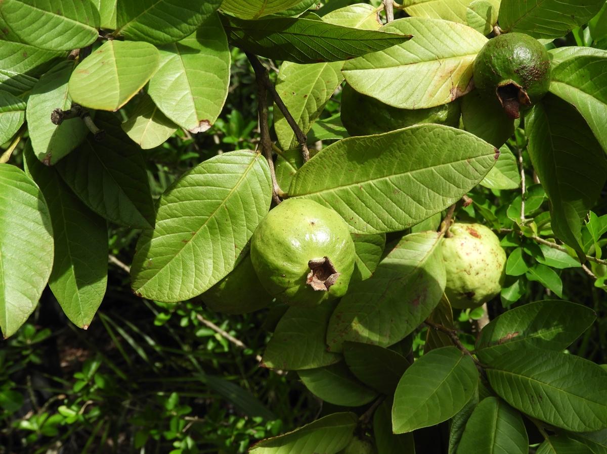 Psidium Guajava (guava) - View 1 from www redcrocus com