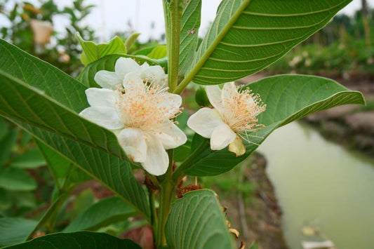 Psidium Guajava (guava) - View 2 from www redcrocus com