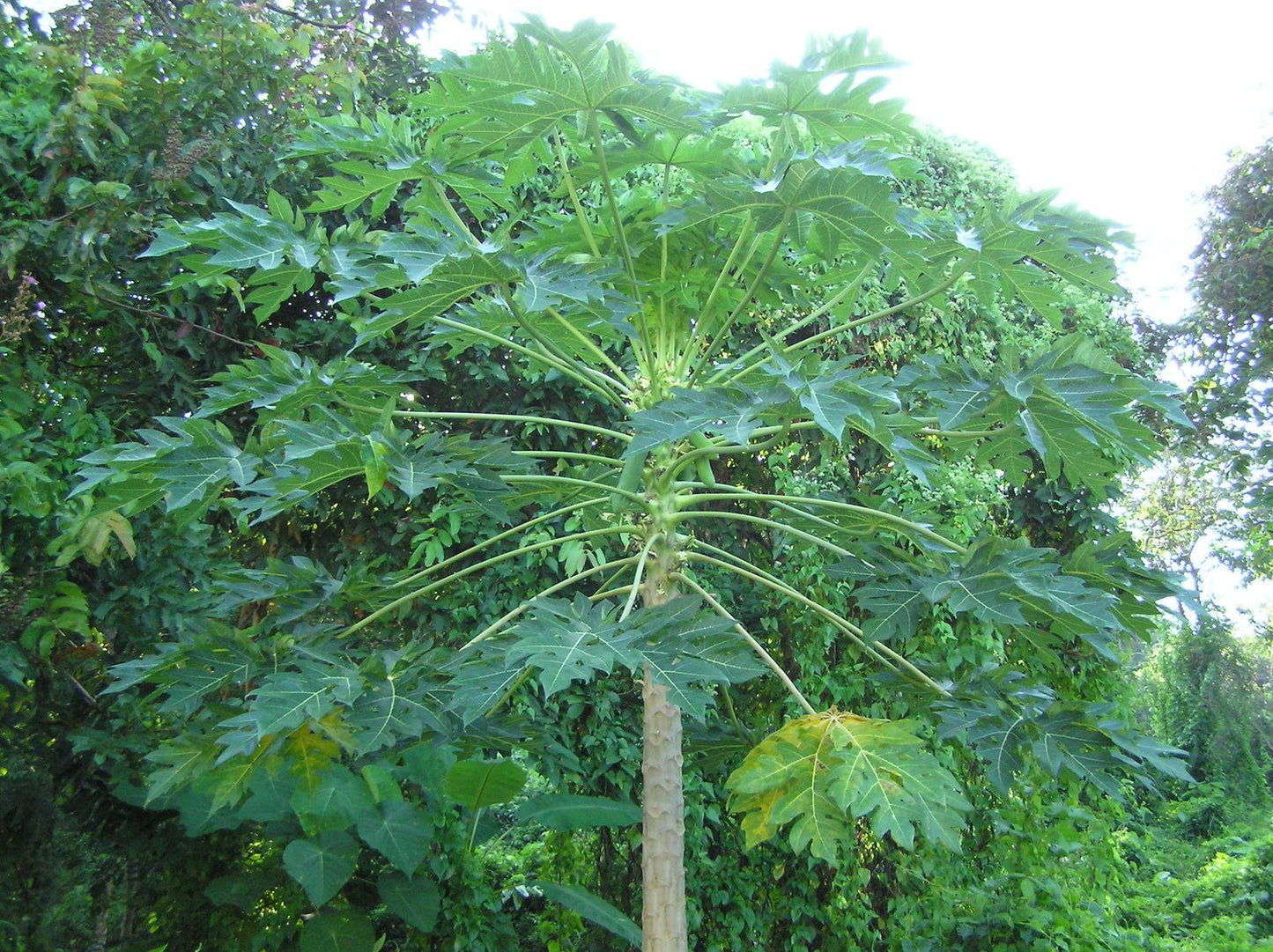 Carica Papaya (papaya) - View 7 from www redcrocus com