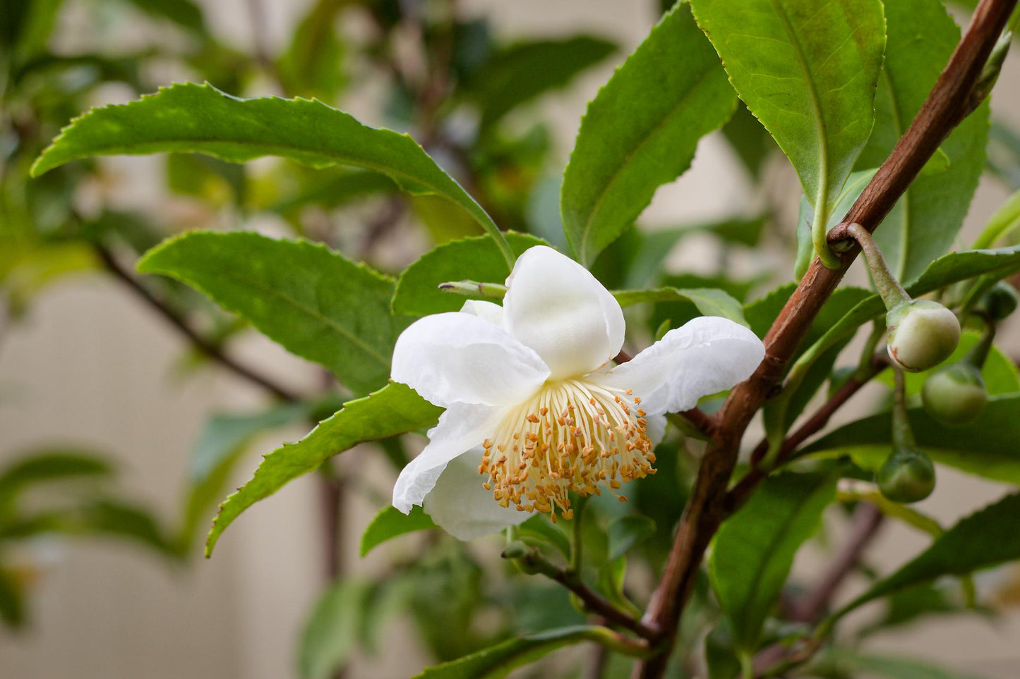 Camellia Sinensis (tea) - View 23 from www redcrocus com