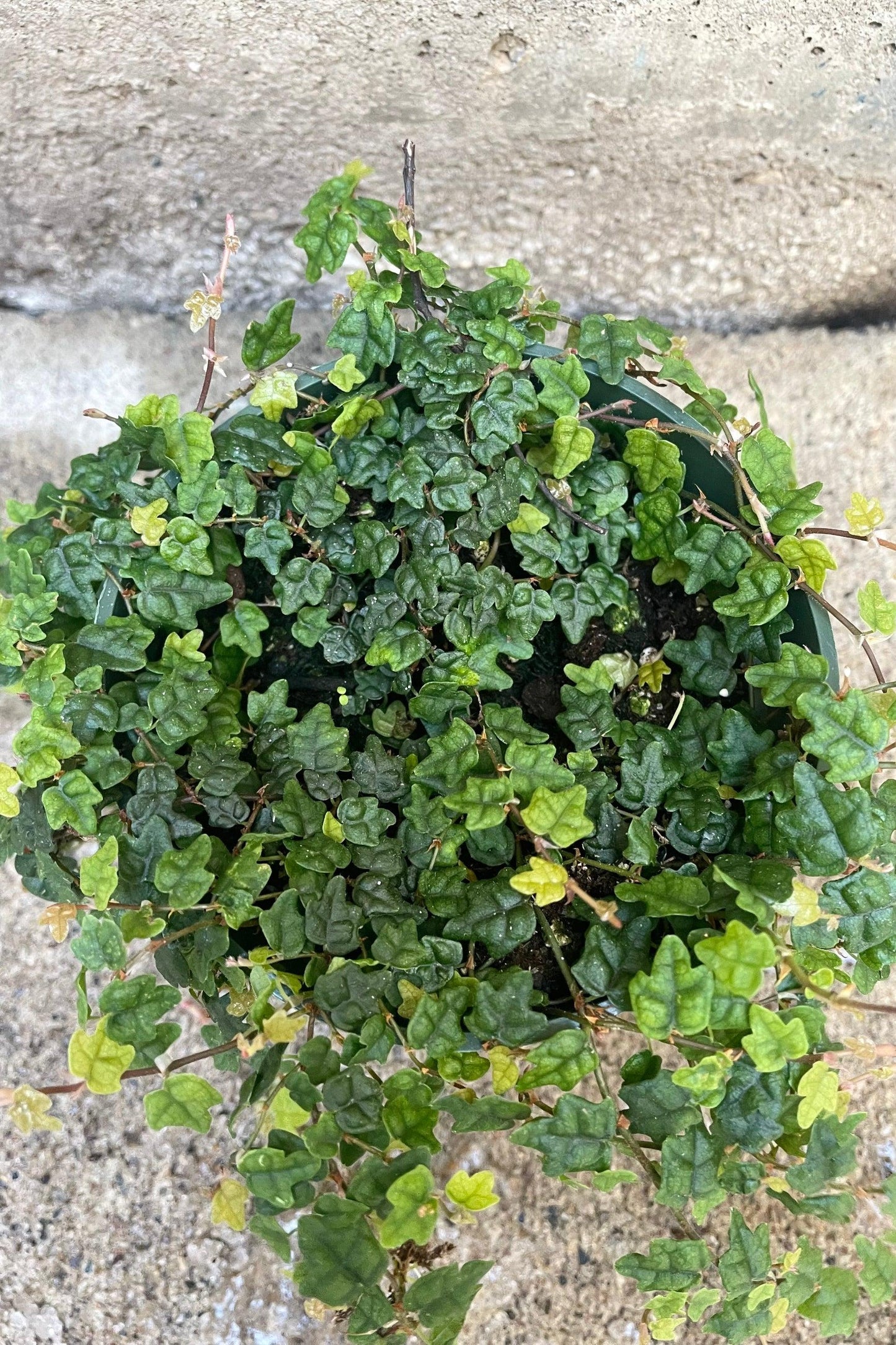 Ficus Pumila 'quercifolia' - View 25 from www redcrocus com