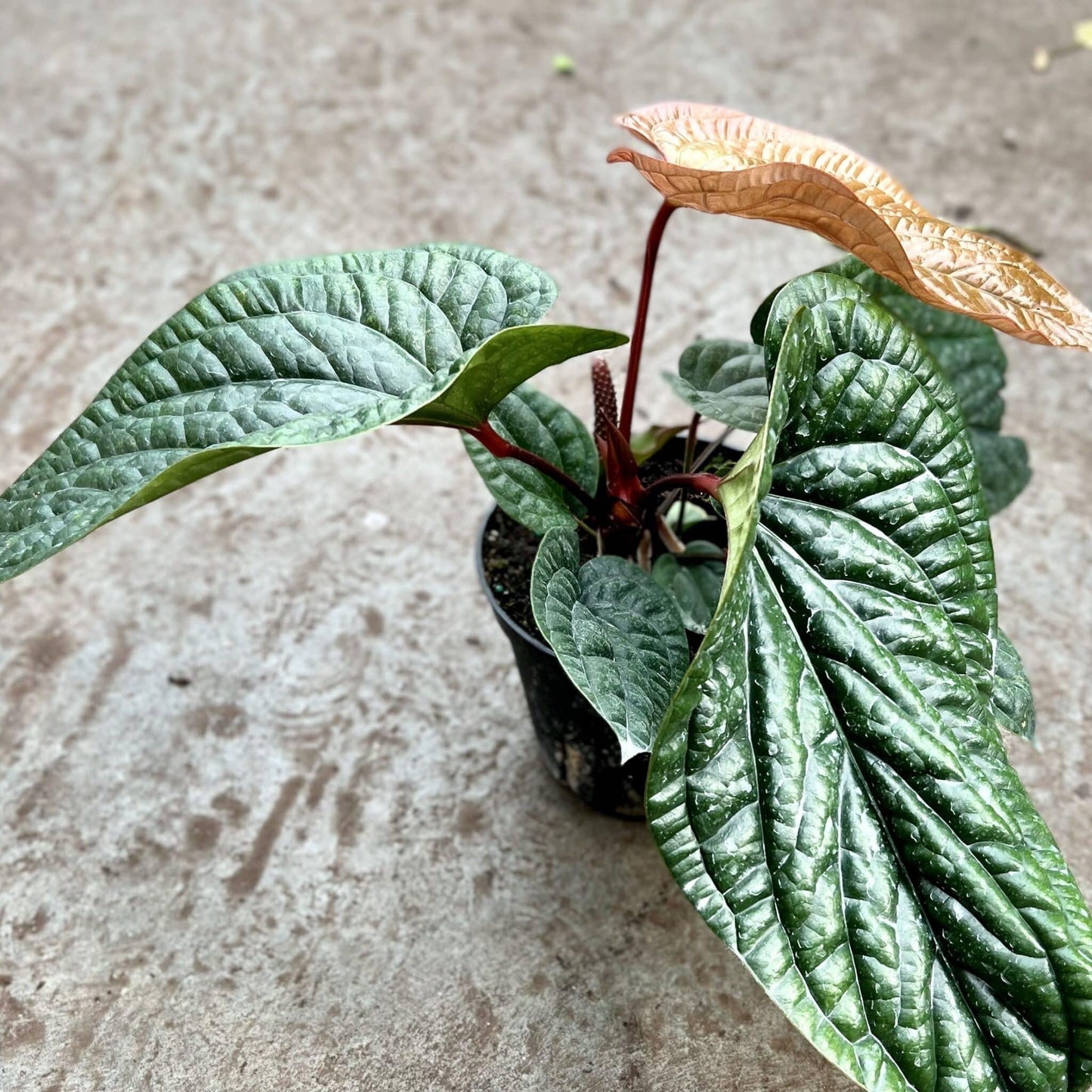 Anthurium Radicans X Luxurians - View 31 from www redcrocus com