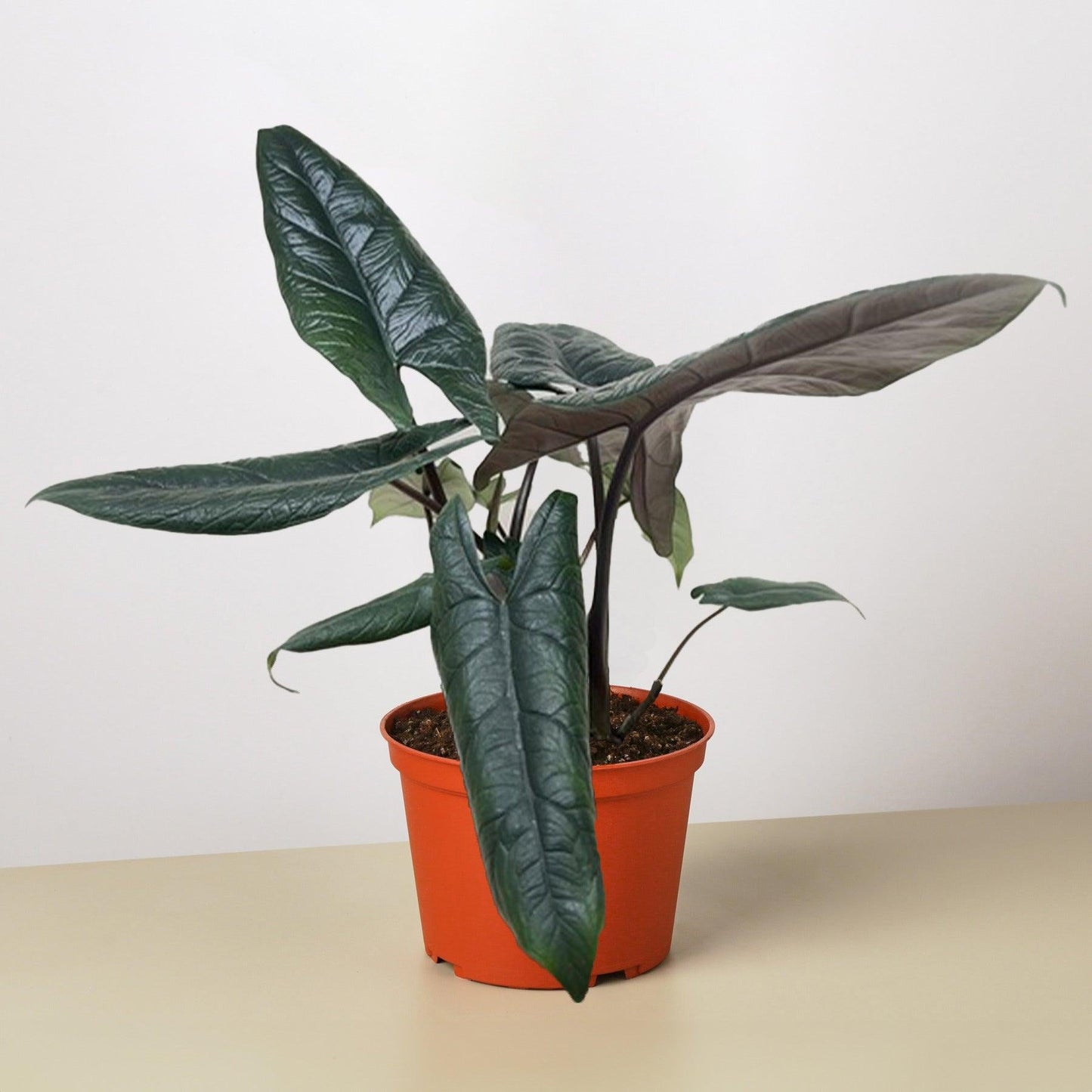Alocasia Scalprum - View 21 from www redcrocus com