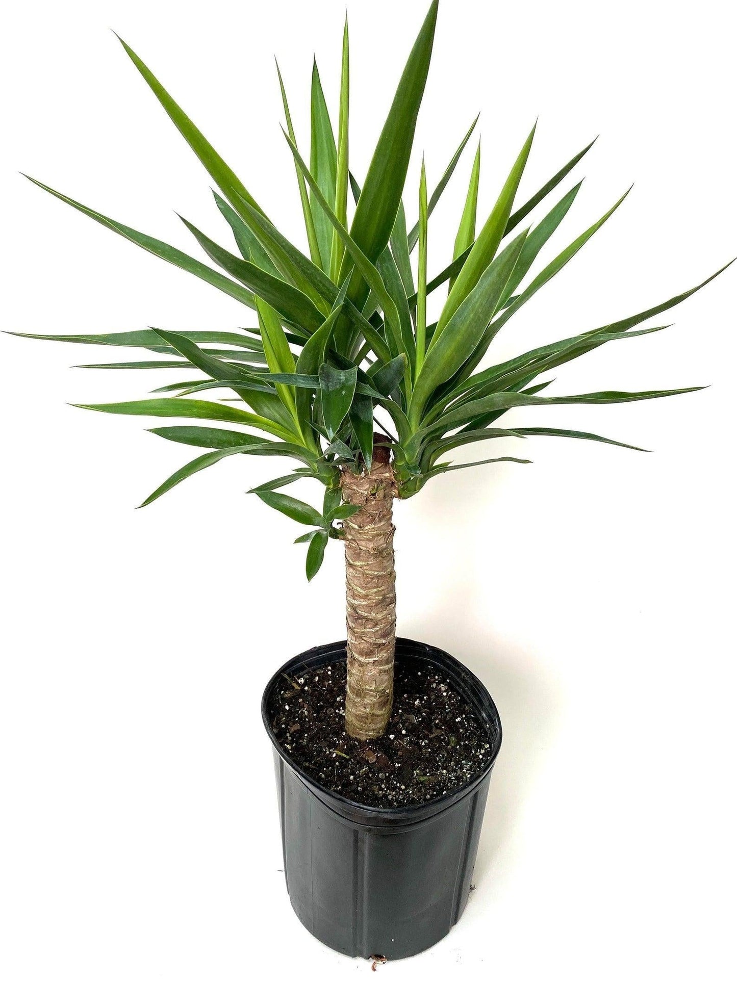 Dracaena 'white Bird' Cane - View 23 from www redcrocus com