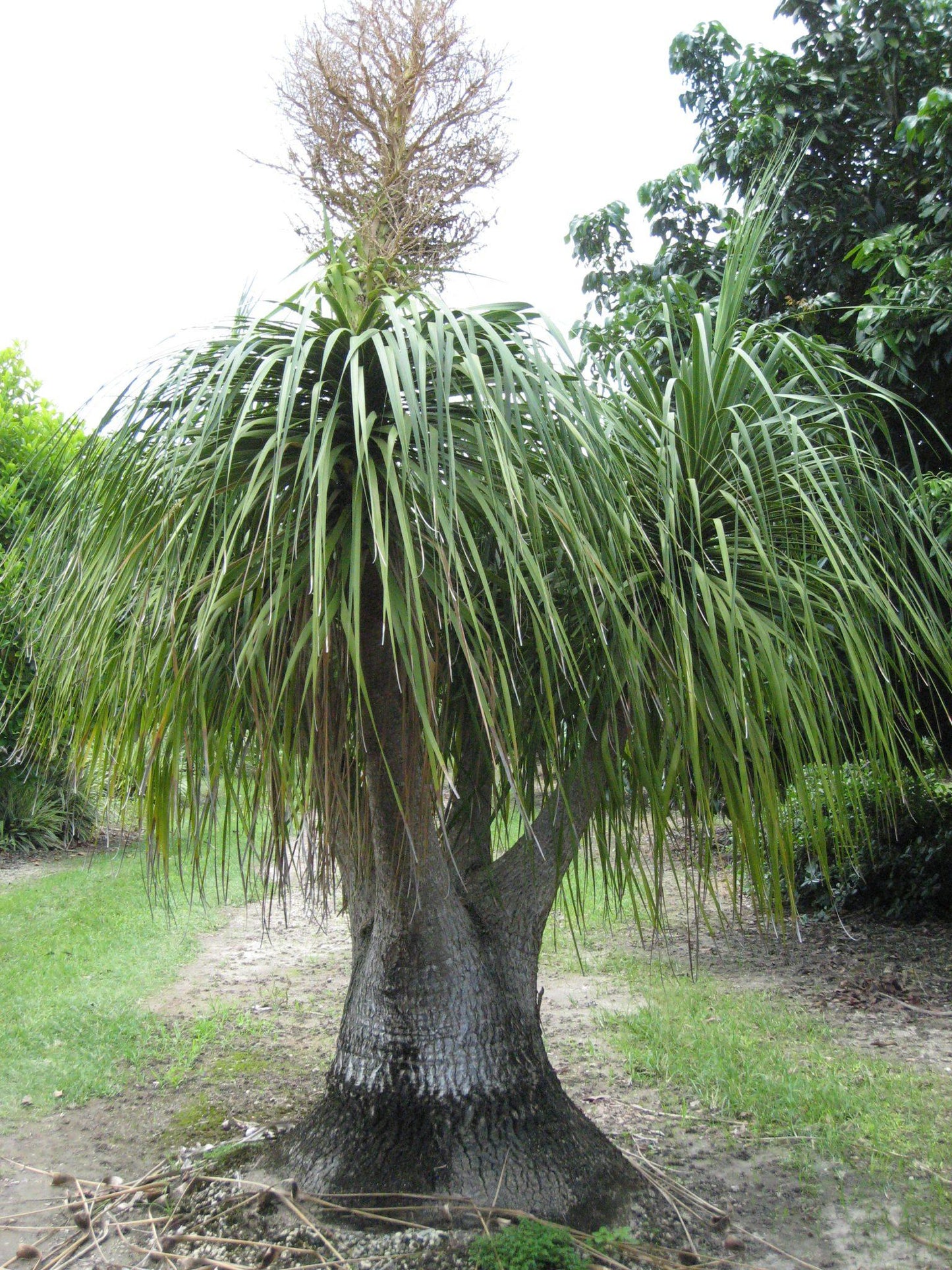 Palm Beaucarnea Recurvata - View 13 from www redcrocus com