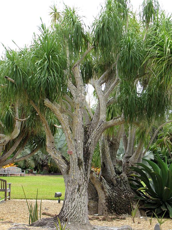 Palm Beaucarnea Recurvata - View 16 from www redcrocus com
