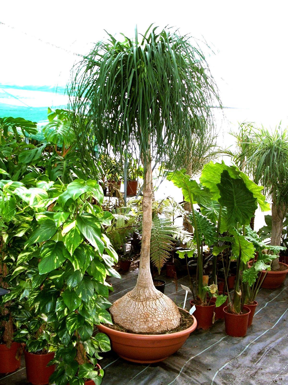 Palm Beaucarnea Recurvata - View 17 from www redcrocus com