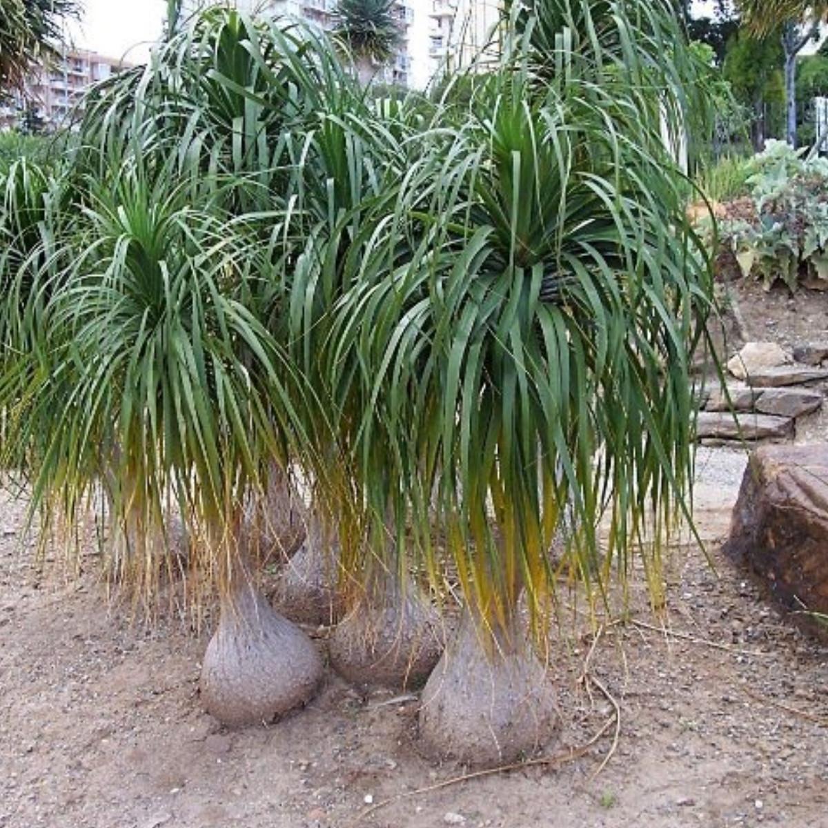 Palm Beaucarnea Recurvata - View 18 from www redcrocus com