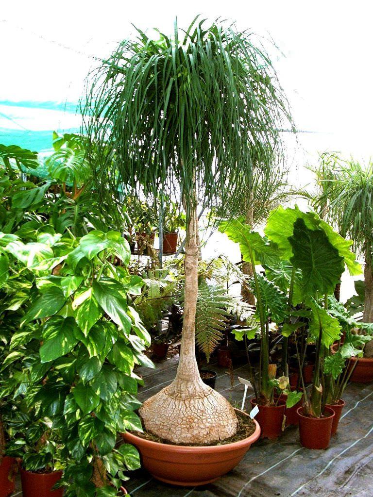 Palm Beaucarnea Recurvata - View 7 from www redcrocus com