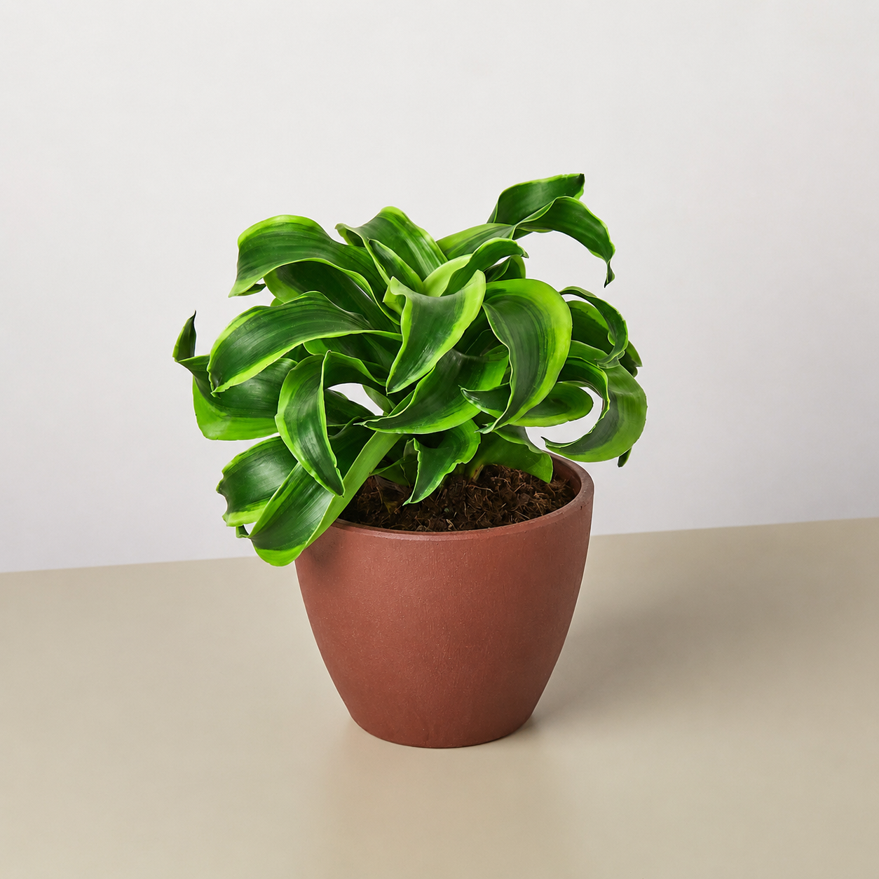 Dracaena 'tornado' Cane - View 21 from www redcrocus com