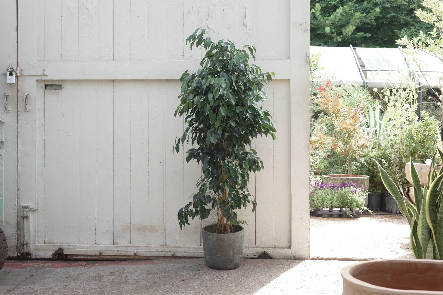 Ficus Benjamina 'midnight' - View 17 from www redcrocus com