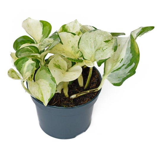 Pothos, Epipremnum Aureum 'manjula' - View 6 from www redcrocus com