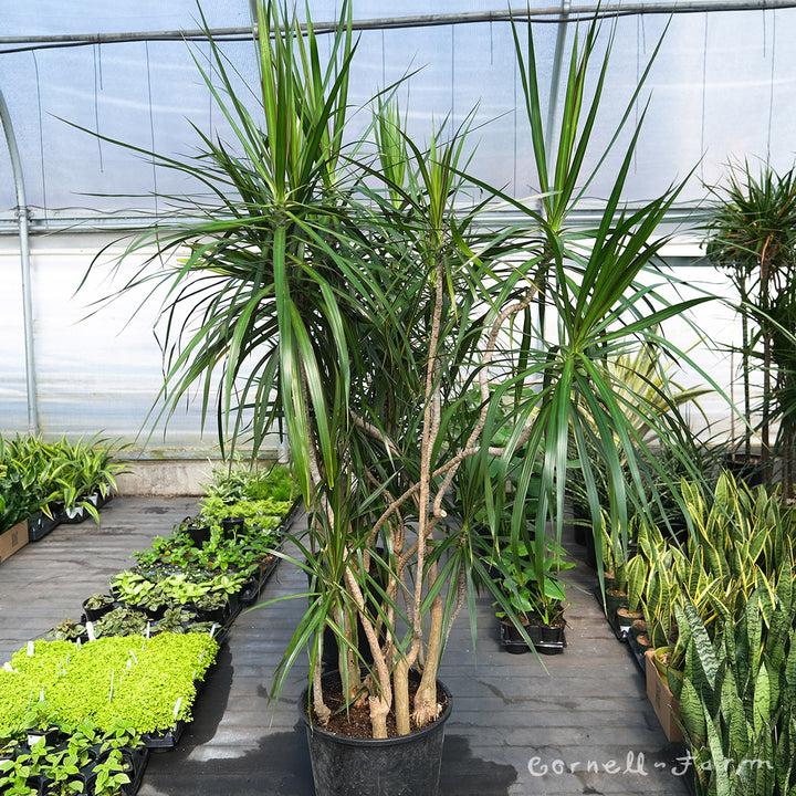 Dracaena Marginata, Branched Character - View 8 from www redcrocus com