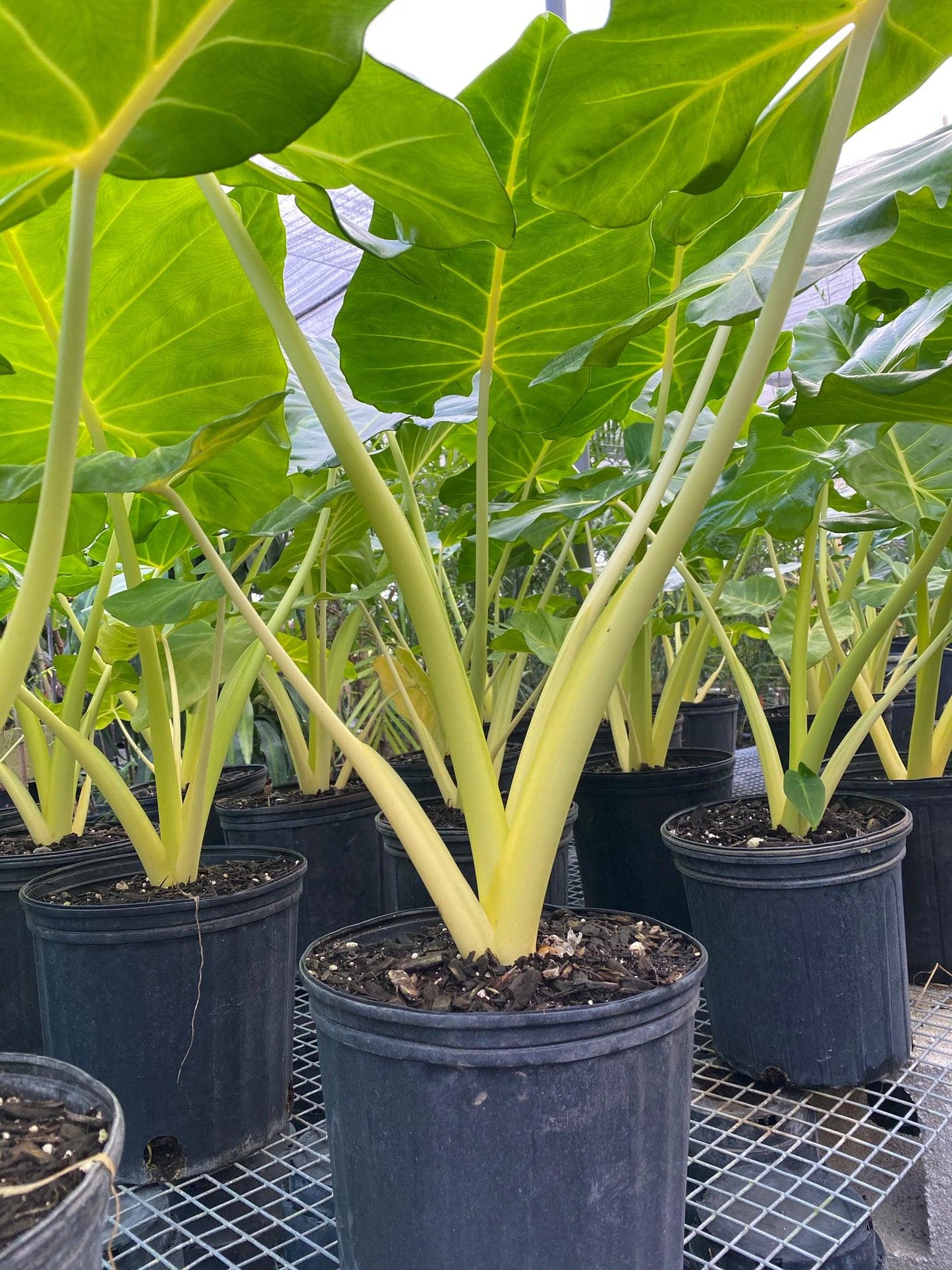 Alocasia 'lutea' - View 37 from www redcrocus com