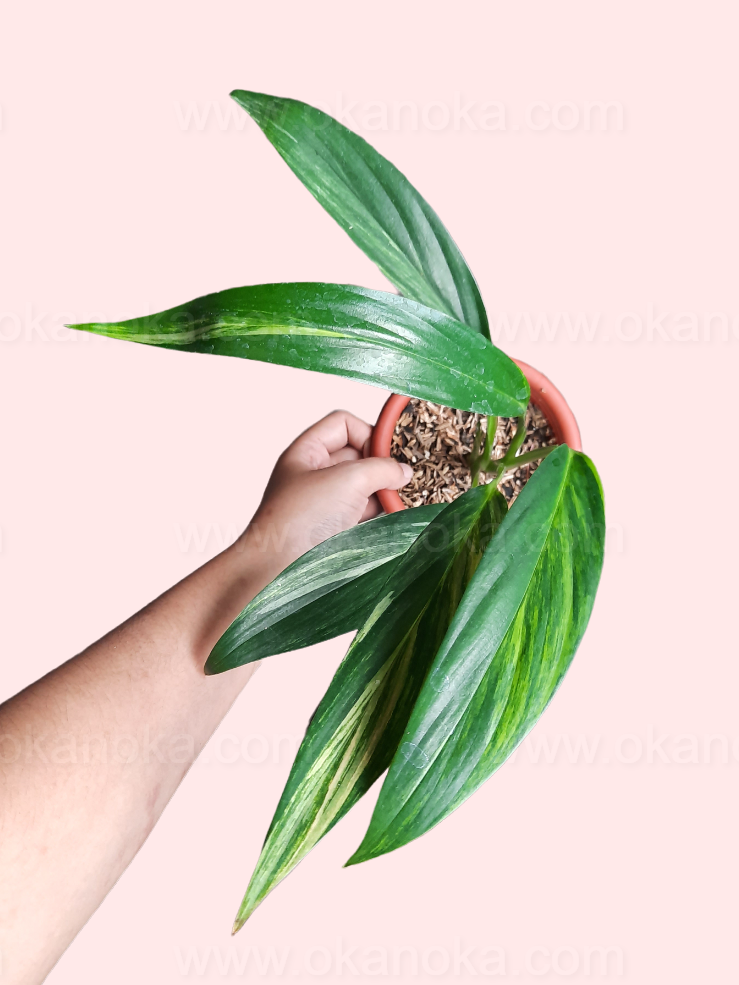 Epipremnum Amplissimum, Variegated - View 39 from www redcrocus com